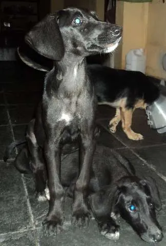 Cachorro ra a SRD idade 2 a 6 meses nome Preta