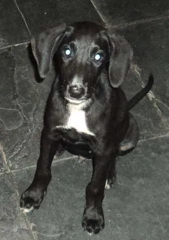 Cachorro ra a SRD idade 2 a 6 meses nome Preta