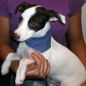 Cachorro raça SRD idade 2 a 6 meses nome TECO