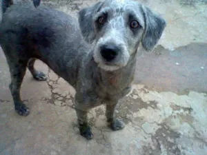 Cachorro raça SRD idade 7 a 11 meses nome maggie