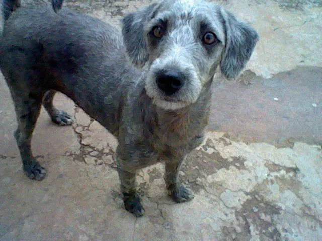 Cachorro ra a SRD idade 7 a 11 meses nome maggie