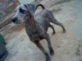 maggie