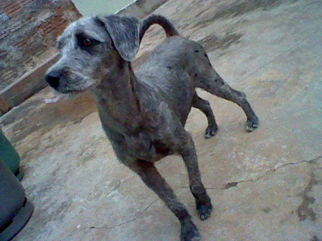 Cachorro ra a SRD idade 7 a 11 meses nome maggie