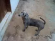 maggie