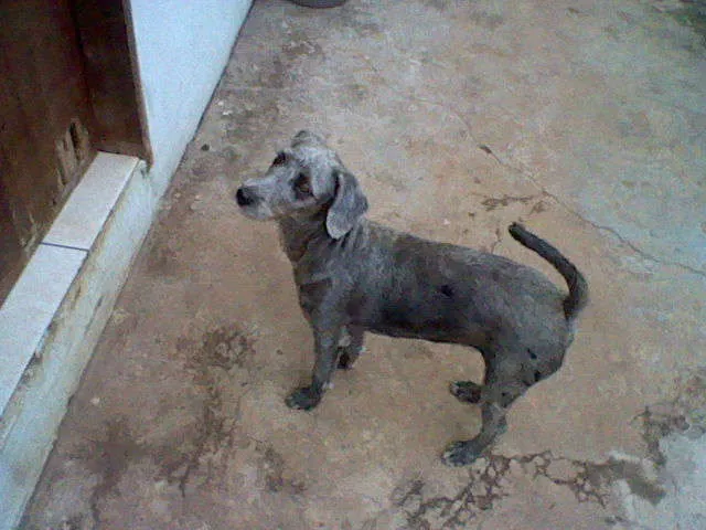 Cachorro ra a SRD idade 7 a 11 meses nome maggie