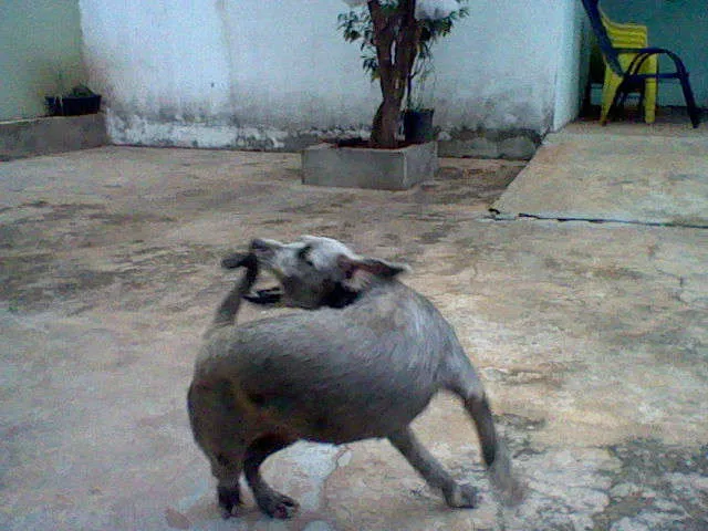 Cachorro ra a SRD idade 7 a 11 meses nome maggie