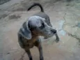 maggie