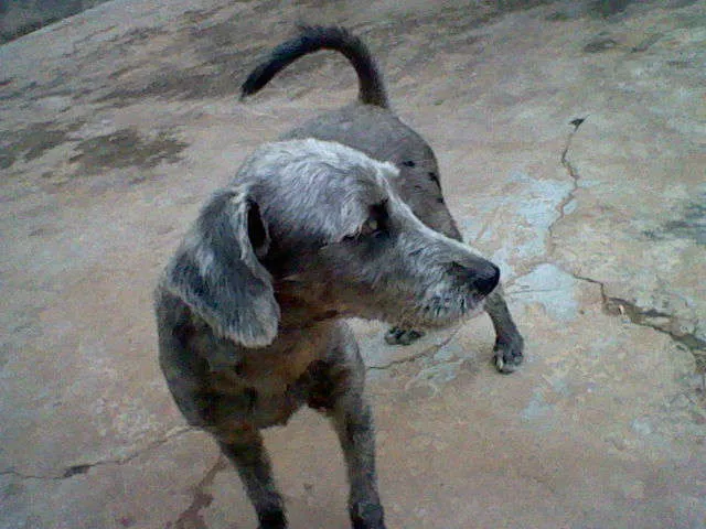 Cachorro ra a SRD idade 7 a 11 meses nome maggie