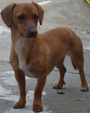 Cachorro raça dachshund idade 5 anos nome Baby GRATIFICA