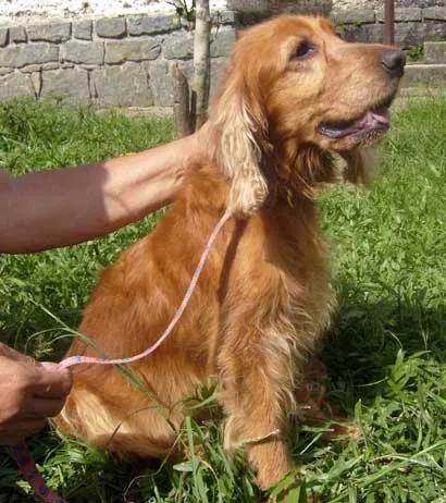 Cachorro ra a Cocker idade  nome Sofia