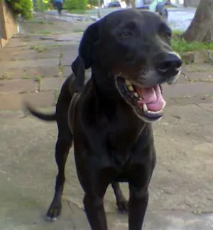 Cachorro raça SRD idade 6 ou mais anos nome LAZO
