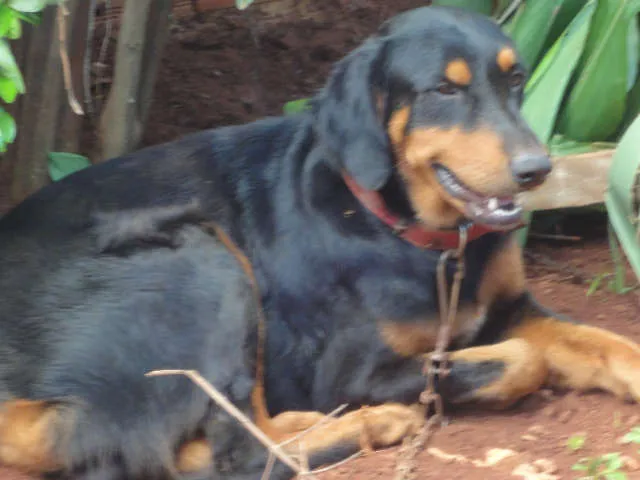 Cachorro ra a RotwailerMIX idade 1 ano nome Apolo