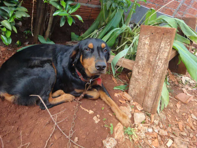 Cachorro ra a RotwailerMIX idade 1 ano nome Apolo