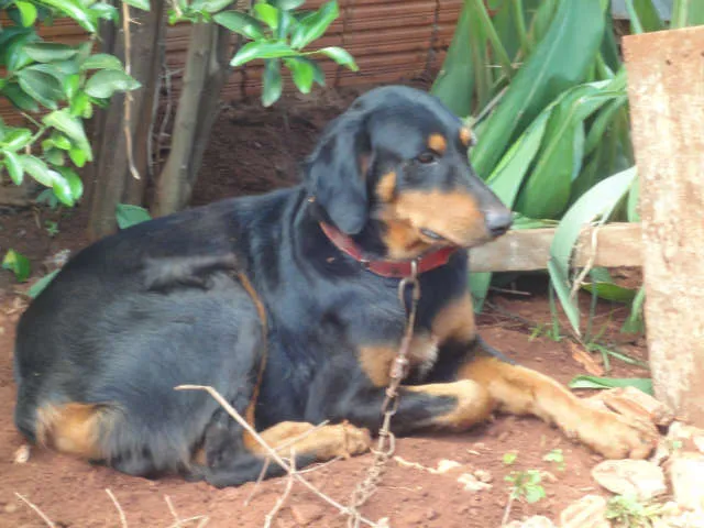 Cachorro ra a RotwailerMIX idade 1 ano nome Apolo