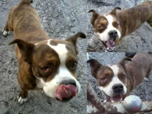 Cachorro raça Boxer idade  nome Boxer