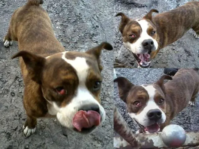Cachorro ra a Boxer idade  nome Boxer