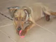 Apollo