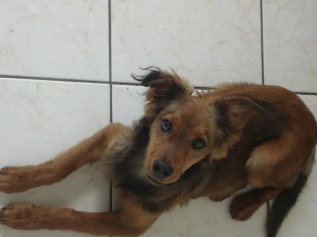 Cachorro ra a SRD idade 7 a 11 meses nome Apollo