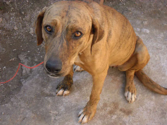 Cachorro ra a SRD idade 2 anos nome Dara