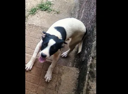 Cachorro raça SRD idade 7 a 11 meses nome Bolinha