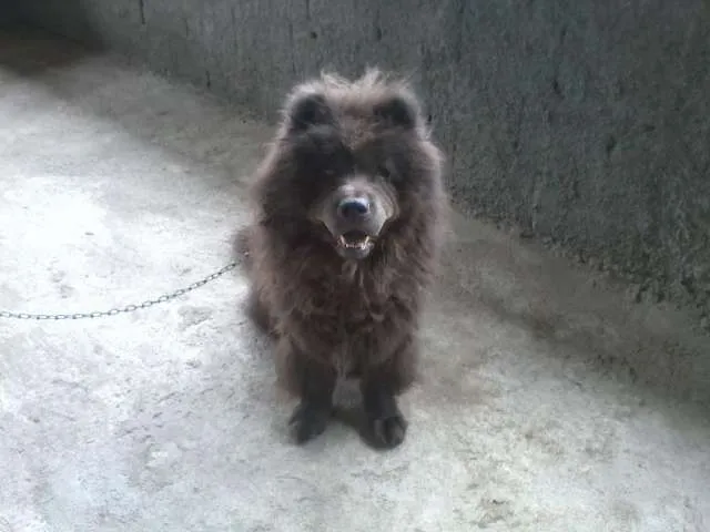 Cachorro ra a chow chow idade 3 anos nome Peludo