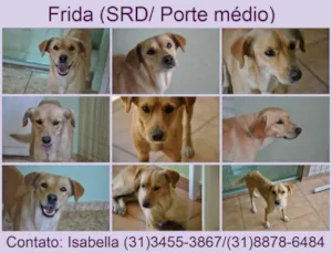 Cachorro raça SRD idade 2 anos nome Frida