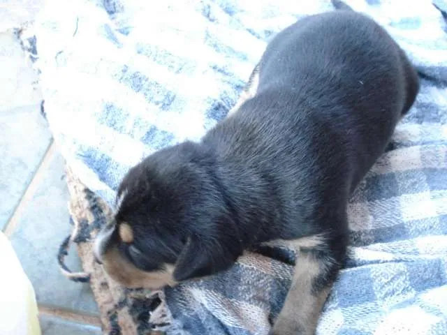 Cachorro ra a SRD idade Abaixo de 2 meses nome Denguinho