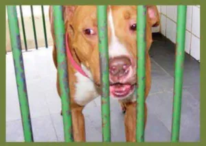 Cachorro raça Pit-Bull idade  nome Valente