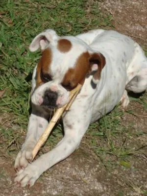 Cachorro raça Boxer idade 6 ou mais anos nome Fred