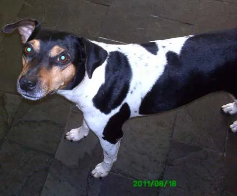 Cachorro ra a SRD idade  nome Encontrada