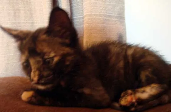 Gato ra a SRD idade 2 a 6 meses nome Filhote