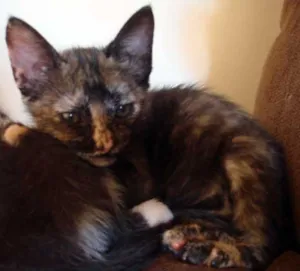 Gato raça SRD idade 2 a 6 meses nome Filhote