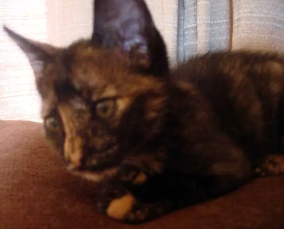 Gato ra a SRD idade 2 a 6 meses nome Filhote