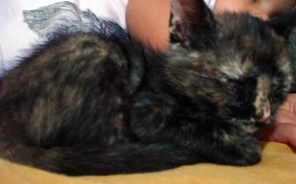 Gato ra a SRD idade 2 a 6 meses nome Filhote