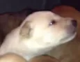 7 filhotes