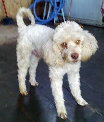 Cachorro ra a poodle idade 4 anos nome ursinho GRATIFICA