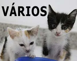 Gato ra a SRD idade nome Vários