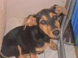 Cachorro raça SRD idade 2 a 6 meses nome Polly