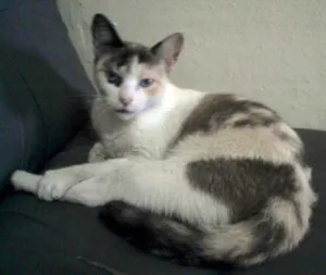 Gato raça SRD idade 1 ano nome Branquinha