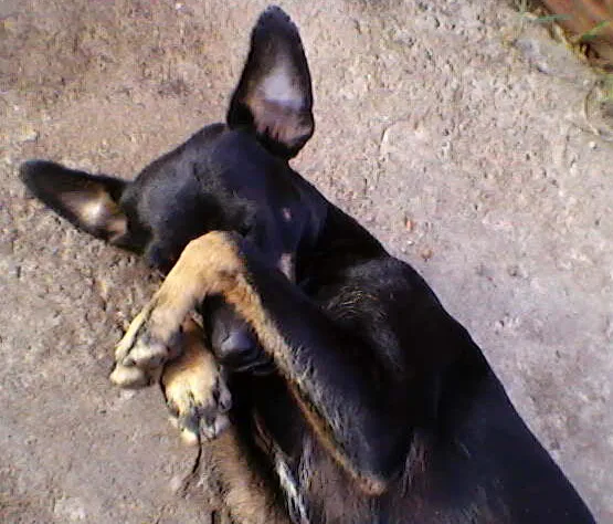 Cachorro ra a PincherMIX idade  nome Neguinho