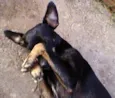 Neguinho