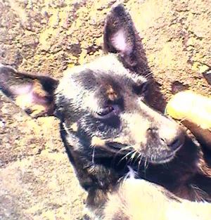 Cachorro ra a PincherMIX idade  nome Neguinho