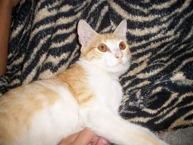 Gato ra a SRD idade  nome CHARLIE