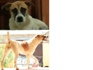Cachorro raça SRD - vira lata idade 7 a 11 meses nome MAGGIE GRATIFICA