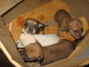 Cachorro raça SRD idade Abaixo de 2 meses nome Filhotinhos