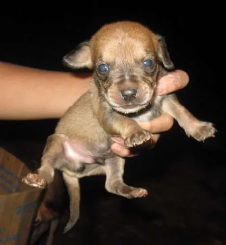 Cachorro ra a SRD idade Abaixo de 2 meses nome Filhotinhos