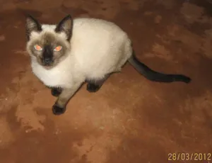 Gato raça Siamês idade 2 a 6 meses nome Gatinha
