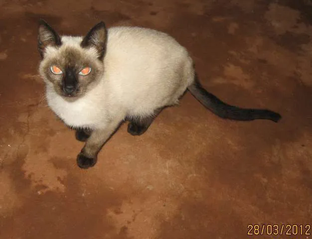 Gato ra a Siamês idade 2 a 6 meses nome Gatinha