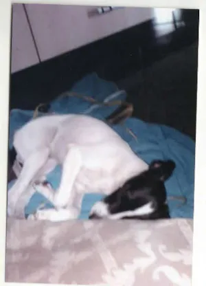 Cachorro raça SRD idade  nome DODDY