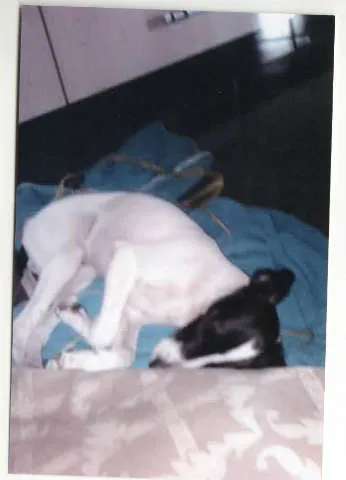 Cachorro ra a SRD idade  nome DODDY
